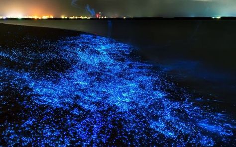 bioluminescent kayaking tour - bioluminescence Bioluminescent Animals, Bioluminescent Plankton, Dark Beach, Sea Of Stars, Toyama, Into The Wild, Beaches In The World, Most Beautiful Beaches, Natural Phenomena