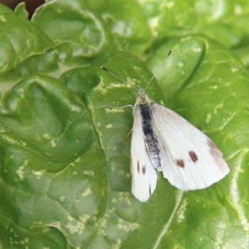 Cabbage Butterfly, Natural Insecticide, Butterfly Eyes, Natural Pesticides, Moth Caterpillar, Seed Collection, White Wings, Beneficial Insects, White Butterfly