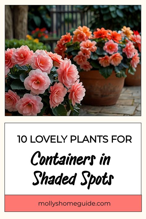 Discover a variety of beautiful and vibrant shade-loving plants perfect for your outdoor spaces. Explore the best flowers for shaded areas in pots, including top choices for patio plants and potted containers. Enhance your shaded garden with our selection of shade annuals, offering a burst of color even in low-light conditions. From delicate shade flowers to hardy shade plants, find the perfect additions to create a lush and inviting oasis in any shady corner. Full Shade Plants Outdoor, Fall Shade Containers, Fall Annuals For Pots, Shade Flowers For Pots, Flowers For Shaded Areas, Shade Plants Outdoor, Best Plants For Shaded Areas, Part Shade Perennials, Plants That Like Shade