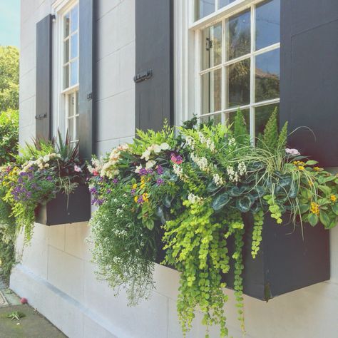 Window boxes in Charleston, SC Cottage Window Boxes, Faux Greenery Window Boxes, Shade Window Box Plants, Summer Window Boxes, Modern Window Boxes, Ferns In Window Boxes, Black Window Boxes Planters, North Facing Window Boxes, Second Story Window Flower Boxes