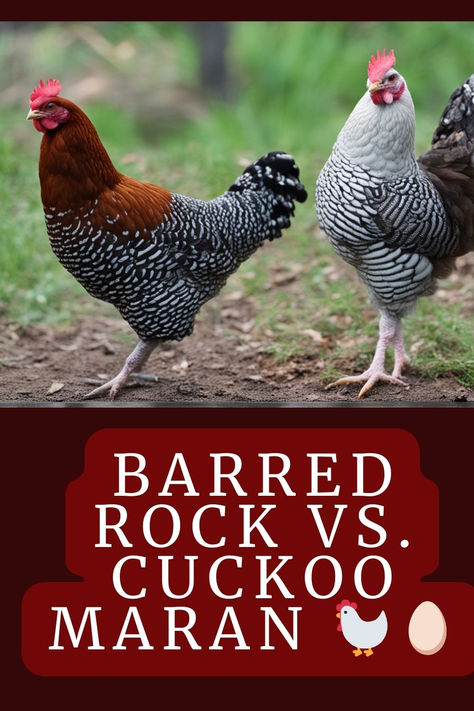 Deciding Between Barred Rock And Cuckoo Maran Chickens? Dive Into The Details Of Their Egg Colors, Temperament, And More To See Who Will Rule Your Roost. 🐔👑 #BarredRockVsCuckooMaran #ChickenBreeds #PoultryFarming #BackyardChickens #ChickenComparison #EggLaying #HomesteadAnimals #MaranChickens #BarredRockChickens #HenBehaviour #FarmLife #ChickenKeepers #PoultryEnthusiast #RaisingChickens #CountryLife #Homesteading #RusticLiving #ChickenCoop #FeatheredFamily #ChickChat French Cuckoo Maran Chicken, Cuckoo Maran Chickens Eggs, Cuckoo Maran Chickens, Marans Chicken, Barred Rock Rooster, Maran Chickens, Cuckoo Maran, Barred Rock Chickens, Egg Colors