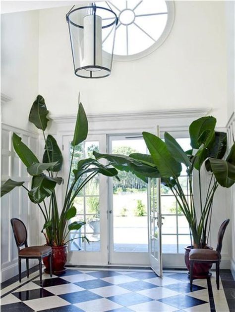 Georgian classic entry hall ~ A Georgian-classic entry hall features black and white marble floors and custom paneled walls. The design is symmetrically pleasing. Hamptons Summer, Glamour Decor, Indoor Trees, British Colonial Style, Big Plants, Interior Plants, Hamptons Style, East Hampton, Plant Pictures