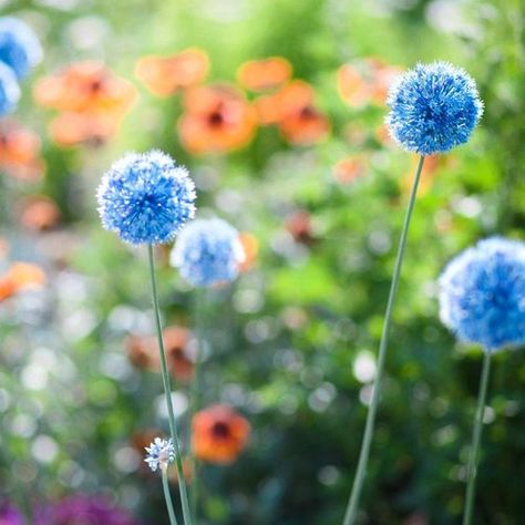 Allium Azureum, Onion Plant, Perennial Bulbs, Planting Onions, Bees And Butterflies, Garden Growing, Tall Flowers, Border Plants, Attracting Bees