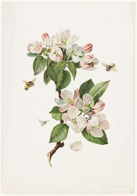 Illustration Botanique Vintage, Bee Wall Art, Apple Flowers, Botanical Illustration Vintage, Illustration Botanique, Vintage Botanical Prints, Botanical Illustrations, Botanical Painting, Design Grafico