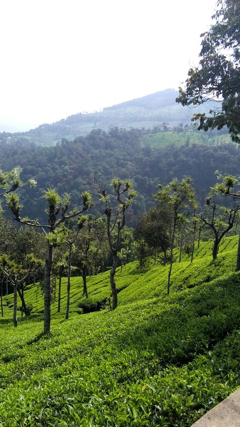 Beautiful Coonoor, Nilgiri district, Tamil nadu, India. Tea gardens, hills, valleys and trees make it beautiful. Nelliyampathy Hills Photo, Kotagiri Tamil Nadu, Coonoor Aesthetic, Nilgiris Hills, Tamil Nadu Aesthetic, Munnar Aesthetic, Ooty India Photography, Tea Gardens, Instagram Symbols