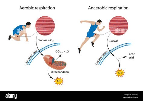 Aerobic And Anaerobic Respiration, Aerobic Respiration, Anaerobic Respiration, Cellular Respiration, Cell Membrane, Lactic Acid, High Resolution, Resolution, Science