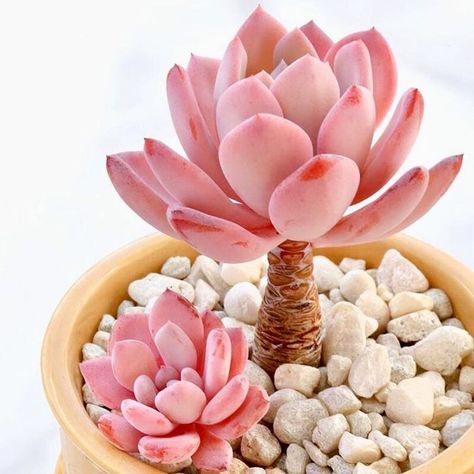 I recently  learned that the media company where my husband works has, I'm not joking,… Kaktus Dan Sukulen, Pink Plants, Pink Cactus, Succulent Seeds, Desk Plants, Succulent Garden Diy, Colorful Succulents, Pink Plant, Succulent Gardening