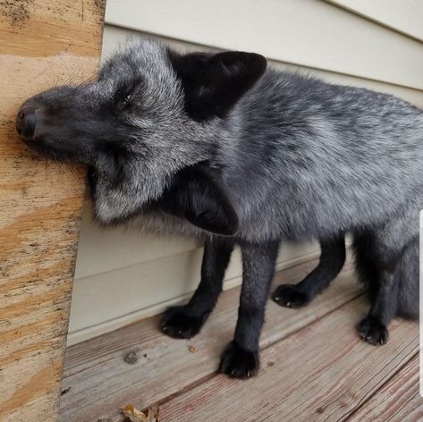 Black Foxes, Fox Species, Fox Images, Egyptian Mau, Cat Species, Fox Pictures, Silver Foxes, Grey Fox, Pet Fox