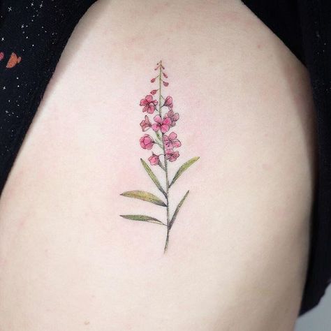 Hannah Kang🇰🇷 on Instagram: “Fireweed flower on @pastalardo Thank you💕” Floral Writing Tattoo, Fireweed Tattoo, Fireweed Flower, Moomin Tattoo, Tattoo On Ribs, Alaska Tattoo, Jellyfish Tattoo, Tattoo Parlor, Muster Tattoos