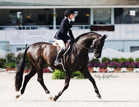 Hunter Jumping, Hunter Horse, Equestrian Aesthetic, Beautiful Horse Pictures, Horse Colors, English Riding, Dream Barn, Hunter Jumper, Beautiful Horse