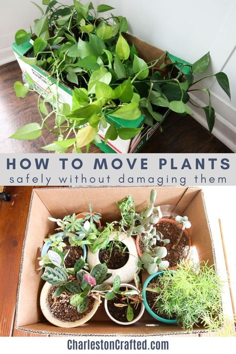 How To Transport Plants When Moving, How To Ship Plants, Packing Plants For A Move, How To Pack Plants When Moving, How To Move With Plants, How To Move Plants When Moving, Moving Plants Long Distance, Moving With Plants, How To Move