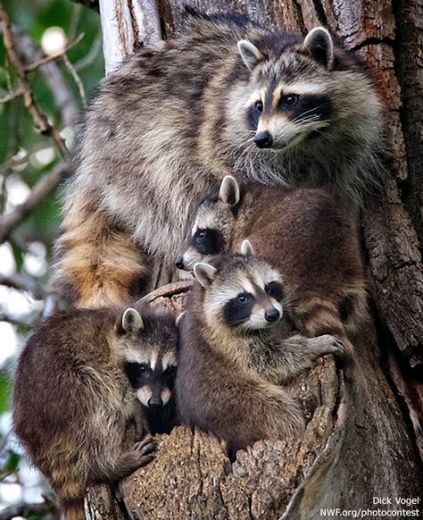 Ranger Rick, Three Babies, Pet Raccoon, National Wildlife Federation, Cute Raccoon, Raccoon Funny, Puppies And Kitties, Trash Panda, Kittens And Puppies