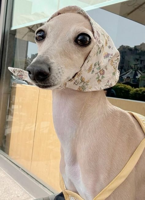 Greyhounds Clothes, Greyhound Clothes, Italian Greyhound Clothes, Greyhound Puppy, Italian Greyhound Dog, Whippet Dog, Greyhound Dog, Very Cute Dogs, Really Cute Dogs