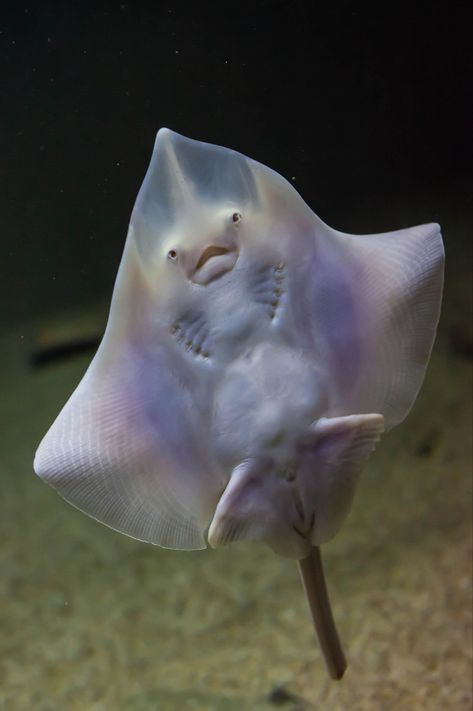 Skate Fish, Seattle Aquarium, Skate Photos, Fish Feed, Beneath The Sea, Bottom Of The Ocean, Animal Reference, Sponge Bob, Reference Pictures