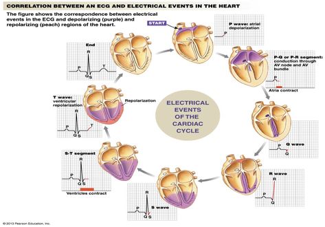 Electrical events of the cardiac cycle Cardiac Cycle, Nursing Information, Cardiac Nursing, Nursing School Studying, Nursing School Tips, Nursing Tips, Nursing Study, Nursing Education, Nursing Notes