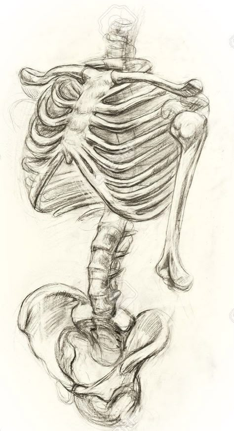 Skeleton Art Drawing, Drawing Skeleton, Drawing Ideas Pencil, Skeleton Ideas, Bone Drawing, Skeleton Drawings, Human Anatomy Art, Anatomy Sketches, Skeleton Art