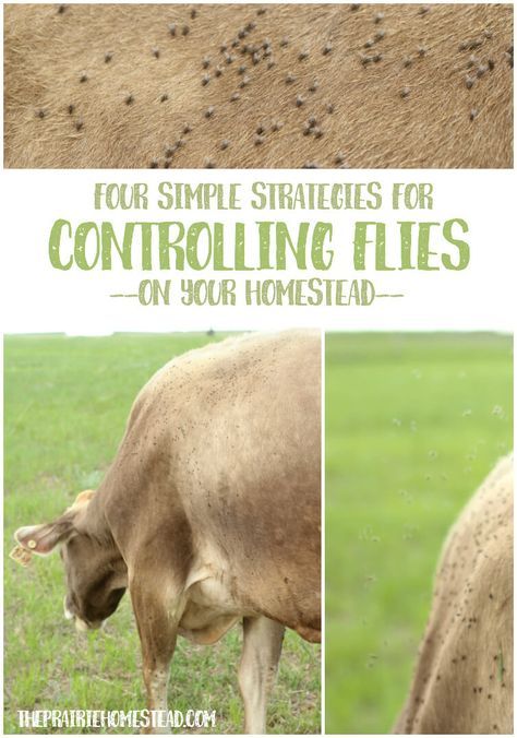 I love these 4 chemical-free strategies for fly control on the farm or homestead. Especially #3! The Prairie Homestead, Homestead Animals, Prairie Homestead, Raising Farm Animals, Fly Spray, Fly Control, Homestead Farm, Future Farms, Homesteading Skills