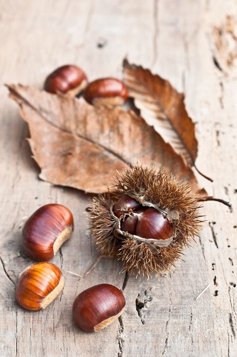 der Herbst malt in den schönsten Farben ...., #bilder, #fotos, #natur, #jahreszeit, #herbst, #farben, #malen, schön, #andaland, Chestnut Trees, Foto Tips, Autumn Beauty, Seed Pods, Display Design, Growing Tree, Autumn Aesthetic, Hello Autumn, Autumn Inspiration