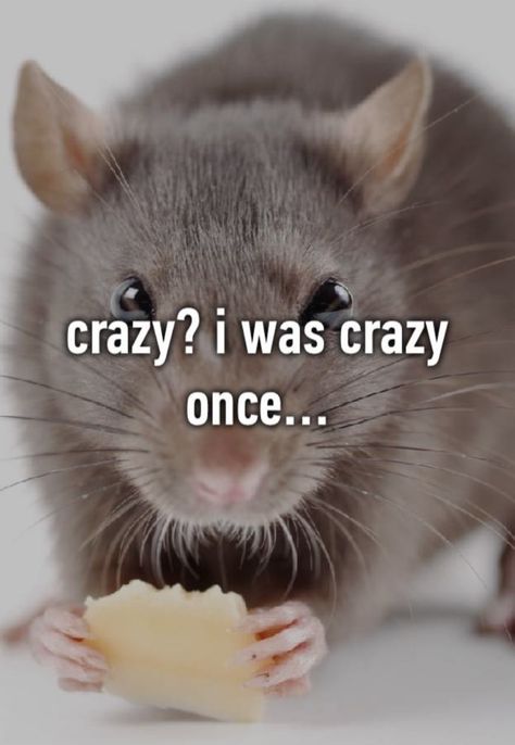 Rubber Room With Rats, Rat Funny Memes, Rat Memes Humor, Rat Core, Forbidden Cats, Crazy I Was Crazy Once, Crazy Core, Trash Animals, Rat Meme