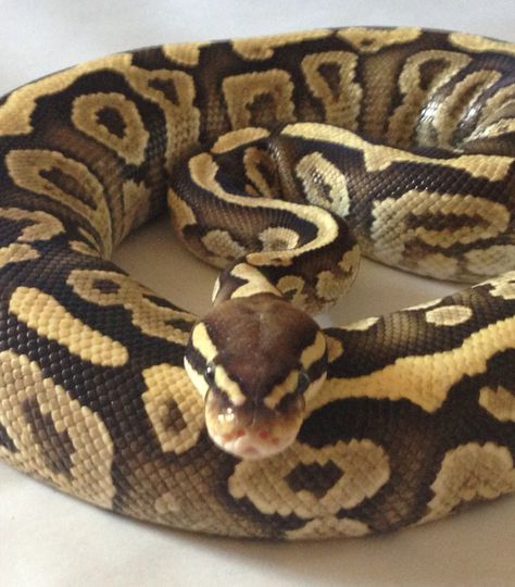 Boop Noodle, Python Royal, Royal Python, Snake Terrarium, Python Morphs, Snake Drawing, Ball Python Morphs, Ball Pythons, Royal Ball