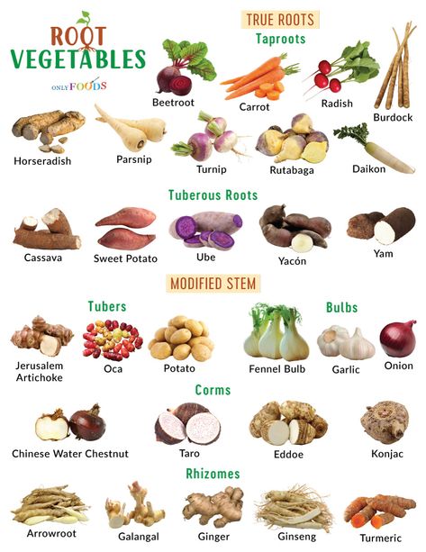 Root Vegetables List, Vegetable Growing Chart, Vegetables List, List Of Veggies, Vegetable Chart, Yam Or Sweet Potato, List Of Names, Vegetable Pictures, List Of Vegetables