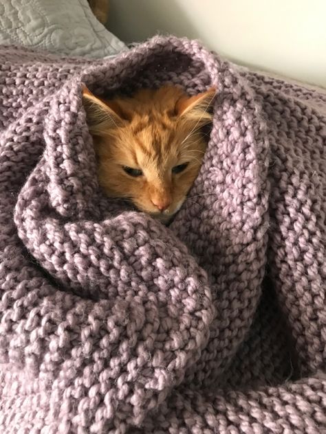 cute cat Wrapped Up In A Blanket Aesthetic, Wrapped In Blanket Drawing Reference, Cats In Blankets, Cat Wrapped In Blanket, Wrapped In Blanket Drawing, Blanket Drawing Reference, Cat With Blanket, Cat Under Blanket, Cat In Blanket