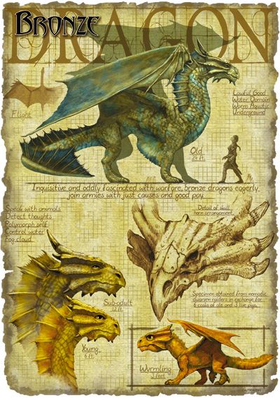 Bronze dragon - The Forgotten Realms Wiki - Books, races, classes, and more Dragon Quilt, Dragon Anatomy, Yin Yang Tattoos, Bronze Dragon, Dnd Dragons, Fairy Dragon, Forgotten Realms, Dragon Pictures, Green Dragon