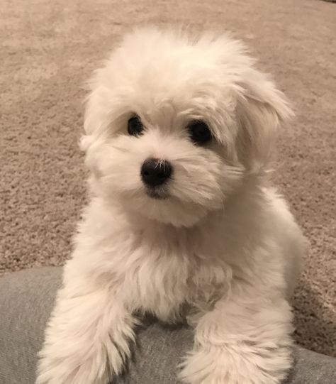 Coton de Tulear Breeders - Coton de Tulear Puppies Cotton Dog, Maltese Terrier, White Dog, Cotton De Tulear Haircut, Coton De Tulear Short Haircut, Cotton De Tulear, Coton De Tulear Puppy, Cute White Dogs, Coton De Tulear Dogs