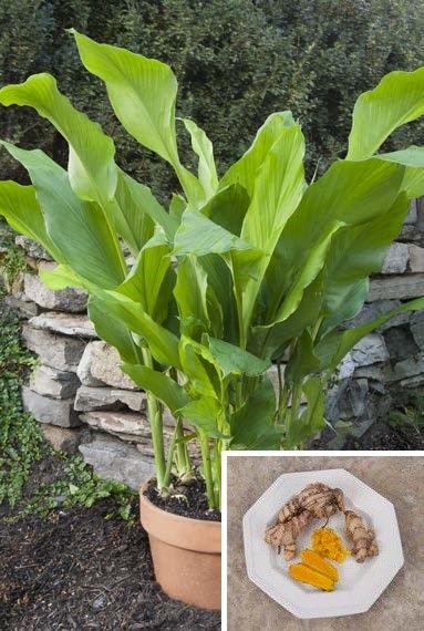 Turmeric Plant (Curcuma longa) Ginger Family, Turmeric Plant, Lake Garden, Diy Playground, Fragrant Plant, Winter Plants, Herbs For Health, Container Gardens, Plants For Sale