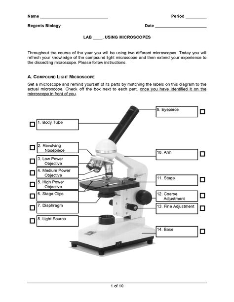 Microscope Worksheet, Microscope Lab, Biology Microscope, Biology Corner, Science Microscope, Paragraph Worksheets, Light Microscope, Compound Microscope, Optical Microscope