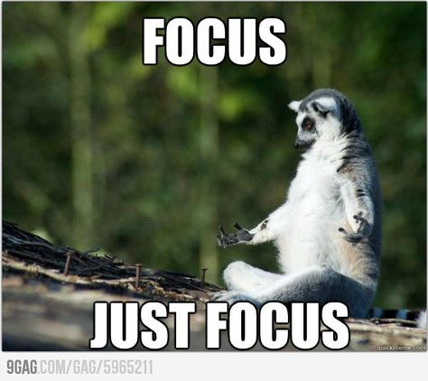 Focus.. just focus.. Qi Gong, A Meme, Yoga Sequences, Morning Yoga, Memes Humor, E Card, Laughter Is The Best Medicine, Just Funny, Funny Animal Pictures