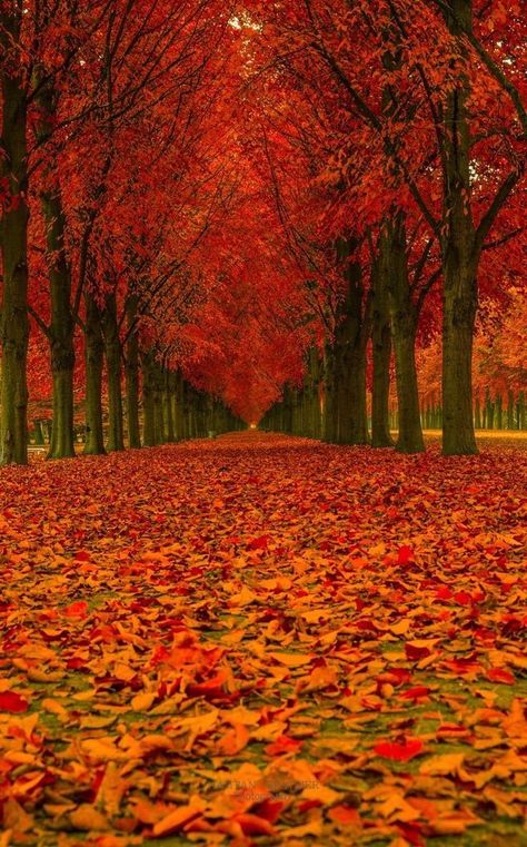 Trip Planner, Autumn Scenes, 수채화 그림, Autumn Scenery, Autumn Beauty, Fall Pictures, Autumn Landscape, Beautiful Places In The World, Alam Yang Indah