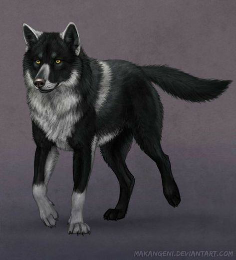 Black And White Wolf, Wolf Anime, Wolf Oc, Czechoslovakian Wolfdog, Anime Wolf Drawing, Wolf Colors, Canine Drawing, Wolf Character, Wolf Images