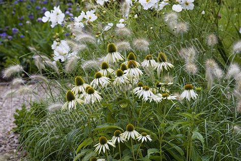 White Coneflower, Naturalistic Garden, Prairie Garden, Japanese Garden Design, Moon Garden, White Swan, White Gardens, Garden Borders, Perennial Garden