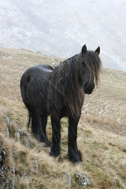 Fell Pony--Photographed by Paul Fell Pony, Rare Horses, Pony Breeds, Black Horses, Mini Horse, Majestic Horse, Horses And Dogs, Miniature Horse, All The Pretty Horses