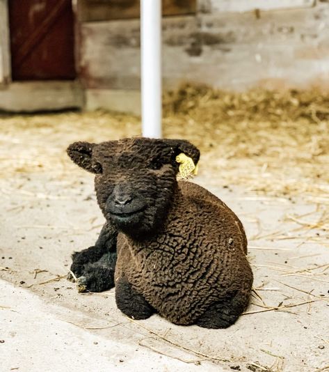 Baby Doll Sheep, Southdown Sheep, Babydoll Sheep, Pasture Fencing, Dream Farm, Baby Sheep, Sheep Farm, Ear Tag, Types Of Animals