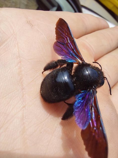 Violet Carpenter Bee, Beetle Aesthetic, Garden Friends, Carpenter Bee, Creepy Crawlies, Summer Projects, Rainbow Art, Winter Holiday, Art Project