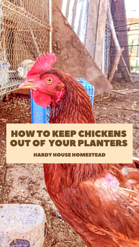 How to Keep Chickens Out of Garden Beds – Hardy House Homestead How To Keep Chickens Out Of Flower Beds, Keep Chickens Out Of Flower Beds, How To Keep Chickens Out Of Garden, Keep Chickens Out Of Garden, How To Keep Chickens, Raised Flower Beds, Chicken Garden, Keeping Chickens, Chicken Coops