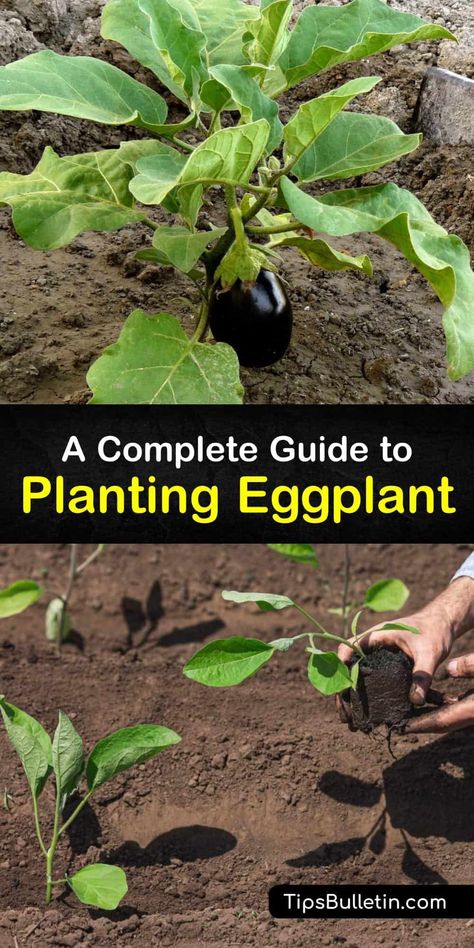 How To Plant Eggplant Seeds, When To Harvest Eggplant, How To Plant Eggplant, Planting Eggplant, Plant Eggplant, Grow Eggplant, Growing Eggplant, Gardening Knowledge, Eggplant Plant