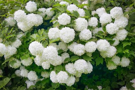 Garden Retreat Ideas, Viburnum Opulus Roseum, Snowball Bush, Plant Knowledge, Snowball Tree, Guelder Rose, Drought Tolerant Shrubs, Viburnum Opulus, Small City Garden