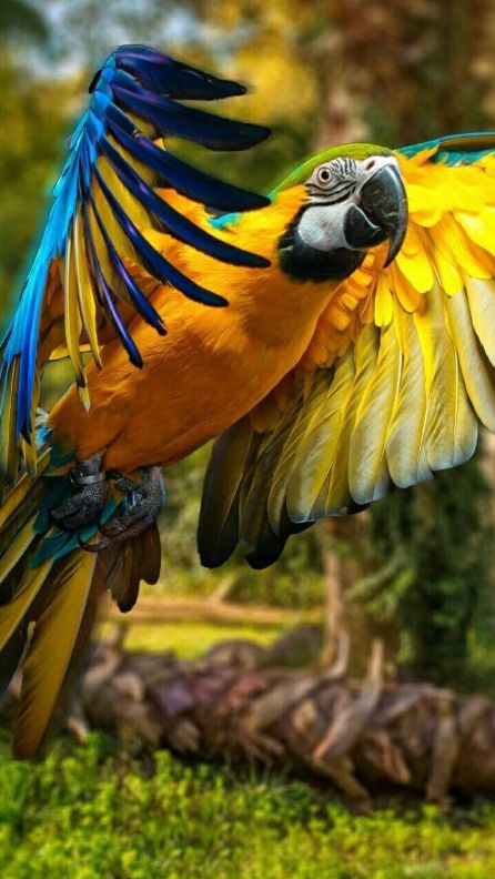 Gorgeous Blue & Gold Macaw Parrot Burung Kakatua, Blue Gold Macaw, Pet Lizards, Pet Raccoon, Macaw Parrot, Colorful Parrots, Pet Rats, Parrot Bird, Exotic Birds