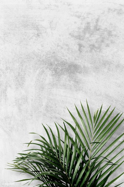 Download free psd of Areca palm on gray background by Ake about frame, leaf, areca palm, blank and botanical 555994 Grey Wallpaper Phone, Leaves Wallpaper Iphone, Grey Wallpaper Iphone, Areca Palm, Minimal Wallpaper, Instagram Background, Plains Background, 패턴 배경화면, Plant Wallpaper