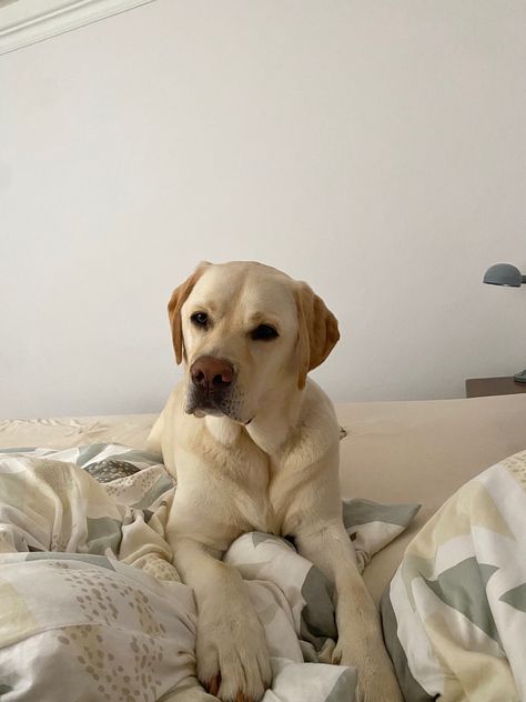 Labrador. Dog. Breed. Aesthetic. Picture inspi. Ig story. Instagram. Morning. Labrador Aesthetic, Mutt Dog, Ig Feed Ideas, Inspo Pics, Aesthetic Picture, Ig Feed, Labrador Dog, Beige Aesthetic, Cute Dogs And Puppies