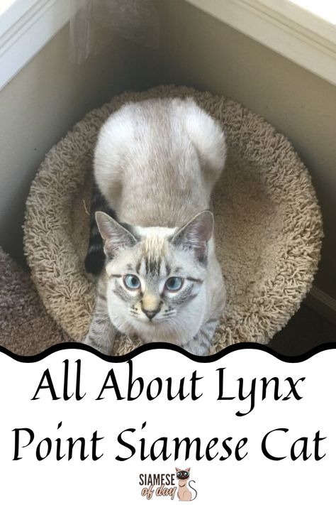 Sealpoint Siamese Cats, Lynx Point Cat, Tabby Point Siamese, Seal Point Cat, Siamese Cats Blue Point, Lynx Point Siamese, Cat Breeds Siamese, Lynx Kitten, Colorpoint Shorthair