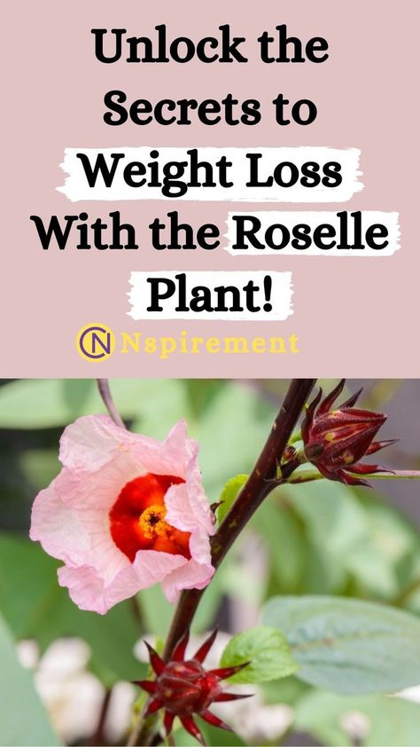 Hibiscus Recipes, Roselle Plant, Hibiscus Recipe, Roselle Tea, Roselle Hibiscus, Plant Benefits, Healthy Herbs, Tea Benefits, Healthy Plants