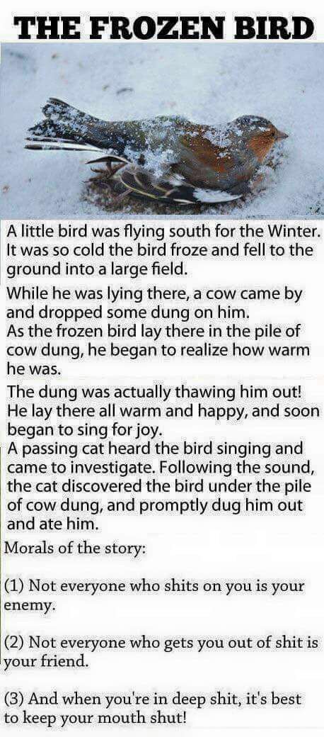 Moral of the story .. a bird .. a cow .. a cat .. .. life lessons! Stories With Morals, Good Moral Stories, Stories With Moral Lessons, Motivational Short Stories, Morals Quotes, Short Moral Stories, Inspirational Short Stories, English Stories For Kids, English Short Stories