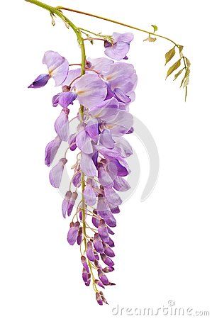 Wisteria : welcome and playful spontaneity Wisteria Trellis, Wisteria Wedding, Wisteria Tree, White Wisteria, Leaf Images, Chinese Painting, Wisteria, Botanical Illustration, Botanical Art