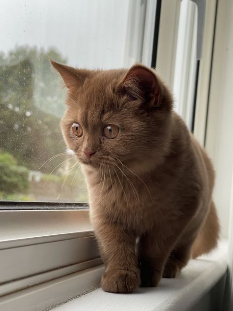 #kitten #britishshorthair #cinnamon #browncat #cinnamonbritishshorthair All Brown Cat, Cinnamon British Shorthair, Chocolate British Shorthair Cats, English Shorthair Cat, Brown Ragdoll Kitten, British Short Haired Cat, Brown British Shorthair, Brown Cat Aesthetic, Dark Brown Cat