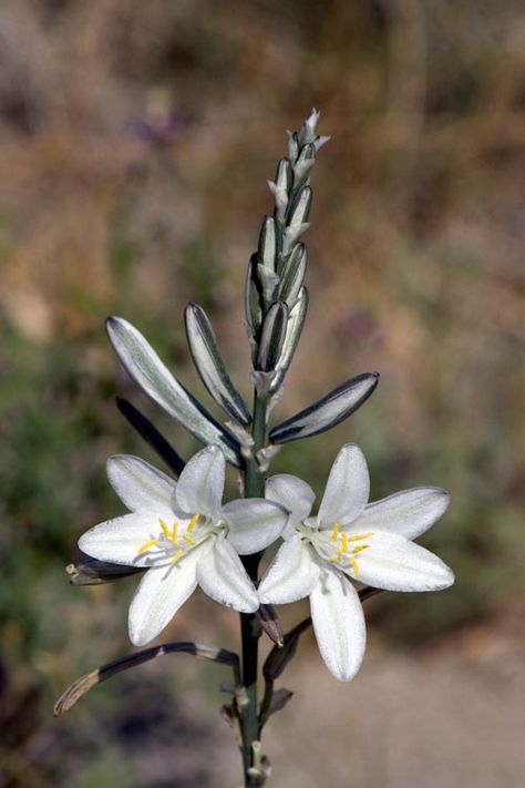 Desert lily  like the flower blooming from the middle. Stem can be transformed in Arabic calligraphy of Isaiah 35:1/Matt 6:28-34 Desert Lily, Flower References, Tattoo Themes, Flower Blooming, Desert Flowers, Sigmund Freud, Desert Plants, In Arabic, Green Thumb