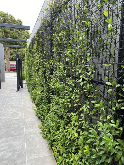 Screen Plants, Vertical Garden Design, Tropical Garden Design, Green Facade, Fence Landscaping, Side Garden, Green Architecture, Backyard Garden Design, Backyard Fences